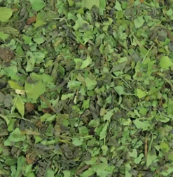 Tisanes|Thés Verts|Compagnie & Co Moringa Miraculeux